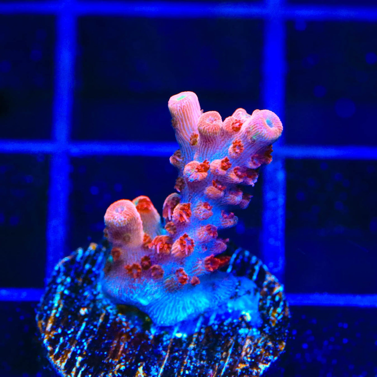 CB Maleficent Acropora Coral