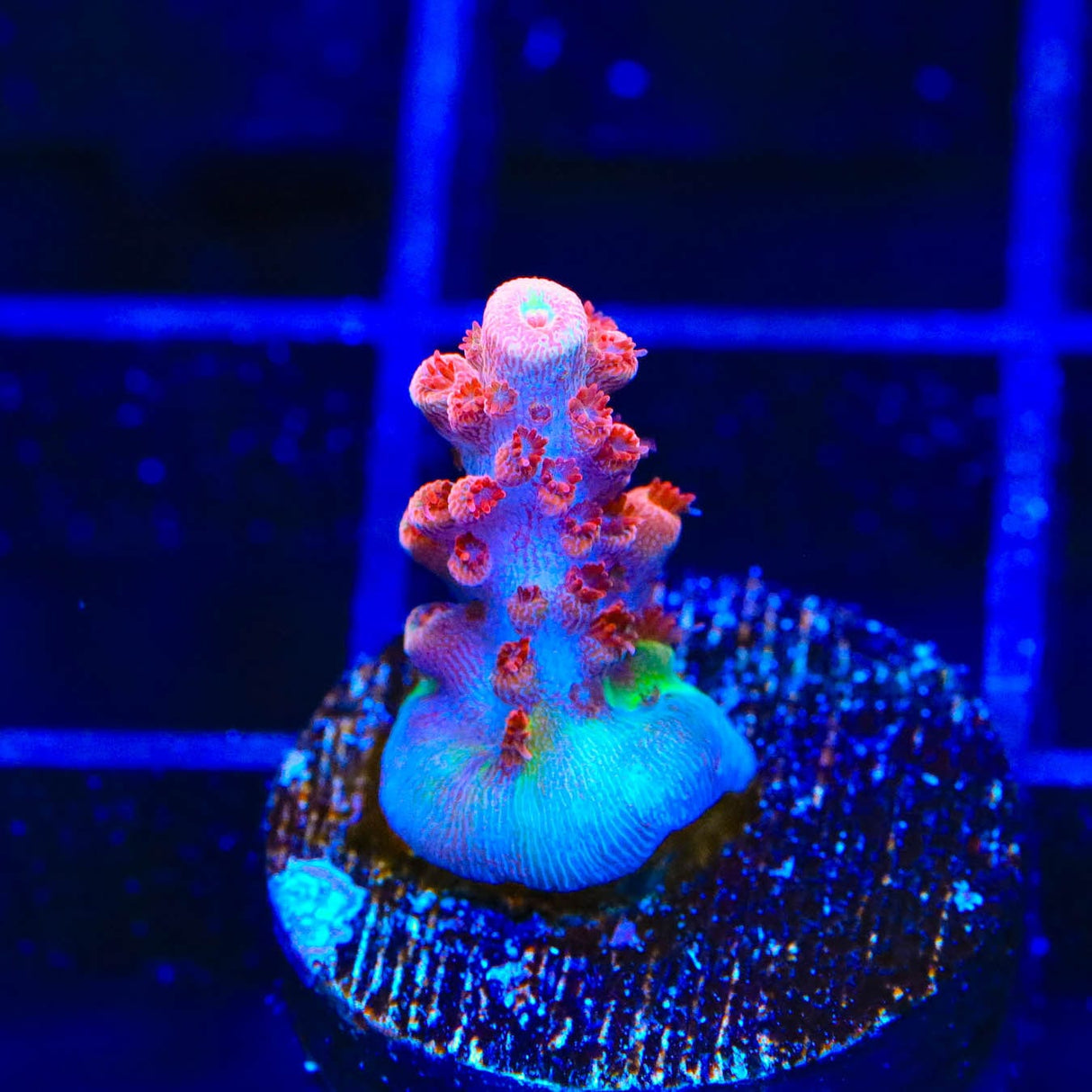 CB Maleficent Acropora Coral