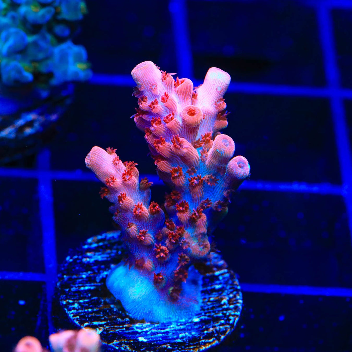 CB Maleficent Acropora Coral