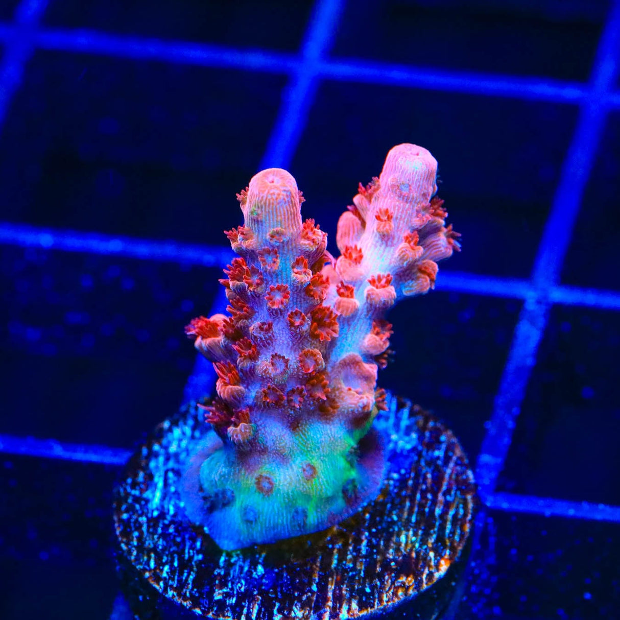 CB Maleficent Acropora Coral