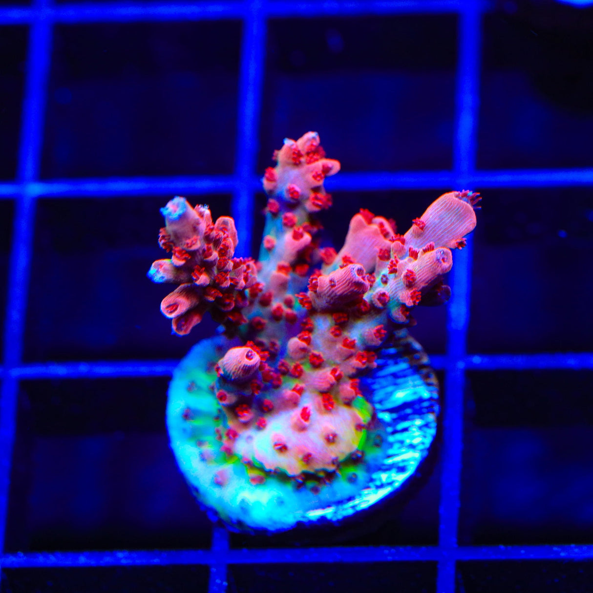 CB Maleficent Acropora Coral