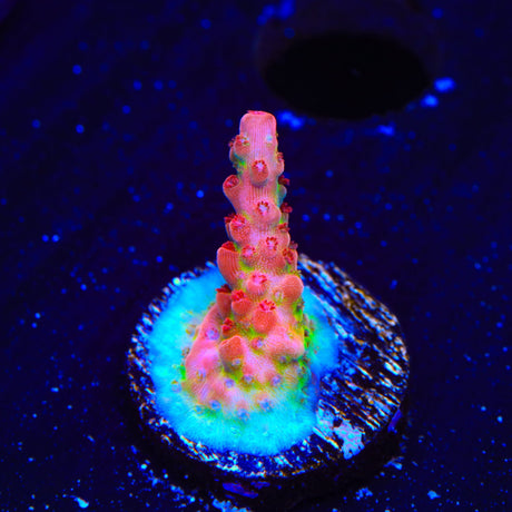 CB Maleficent Acropora Coral