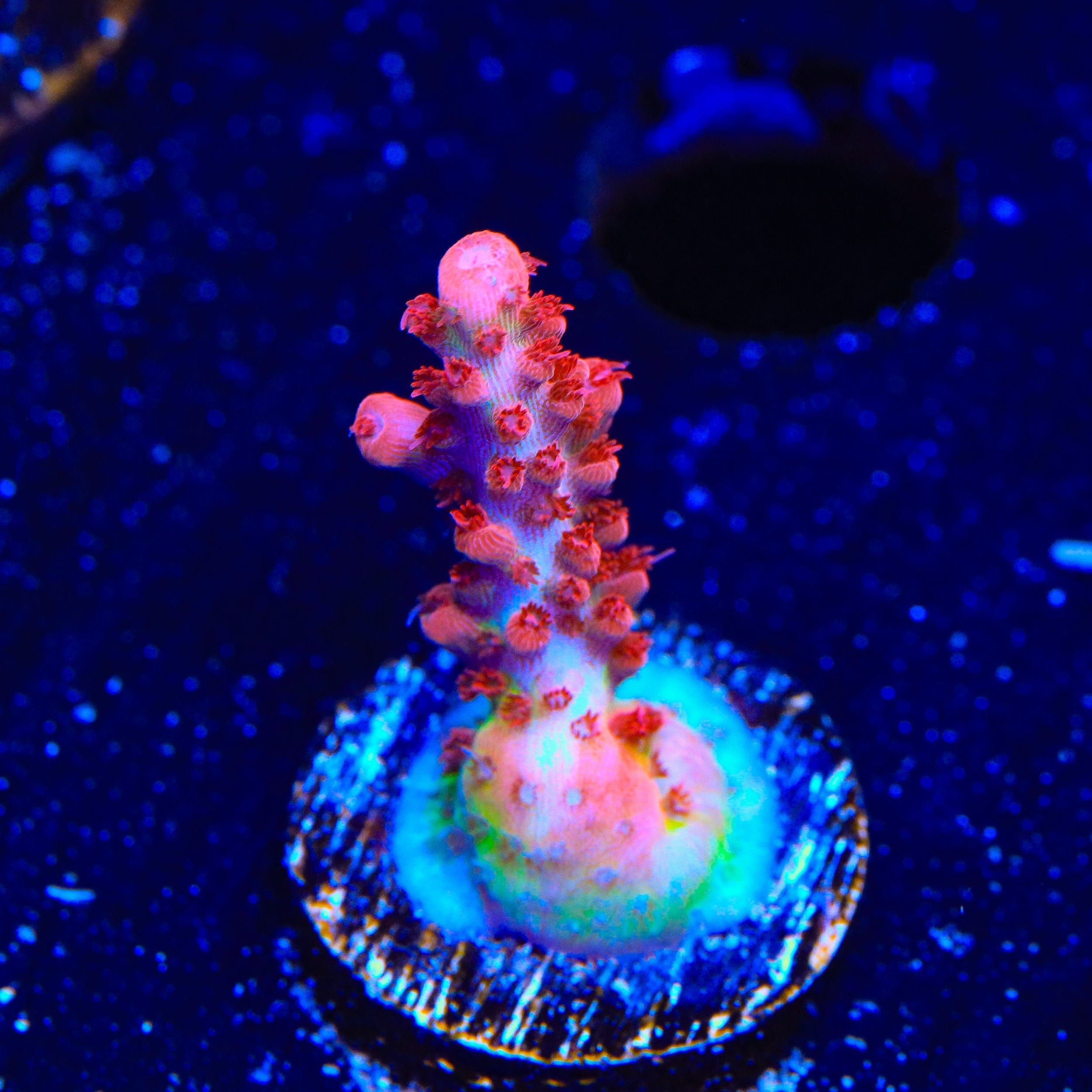 CB Maleficent Acropora Coral