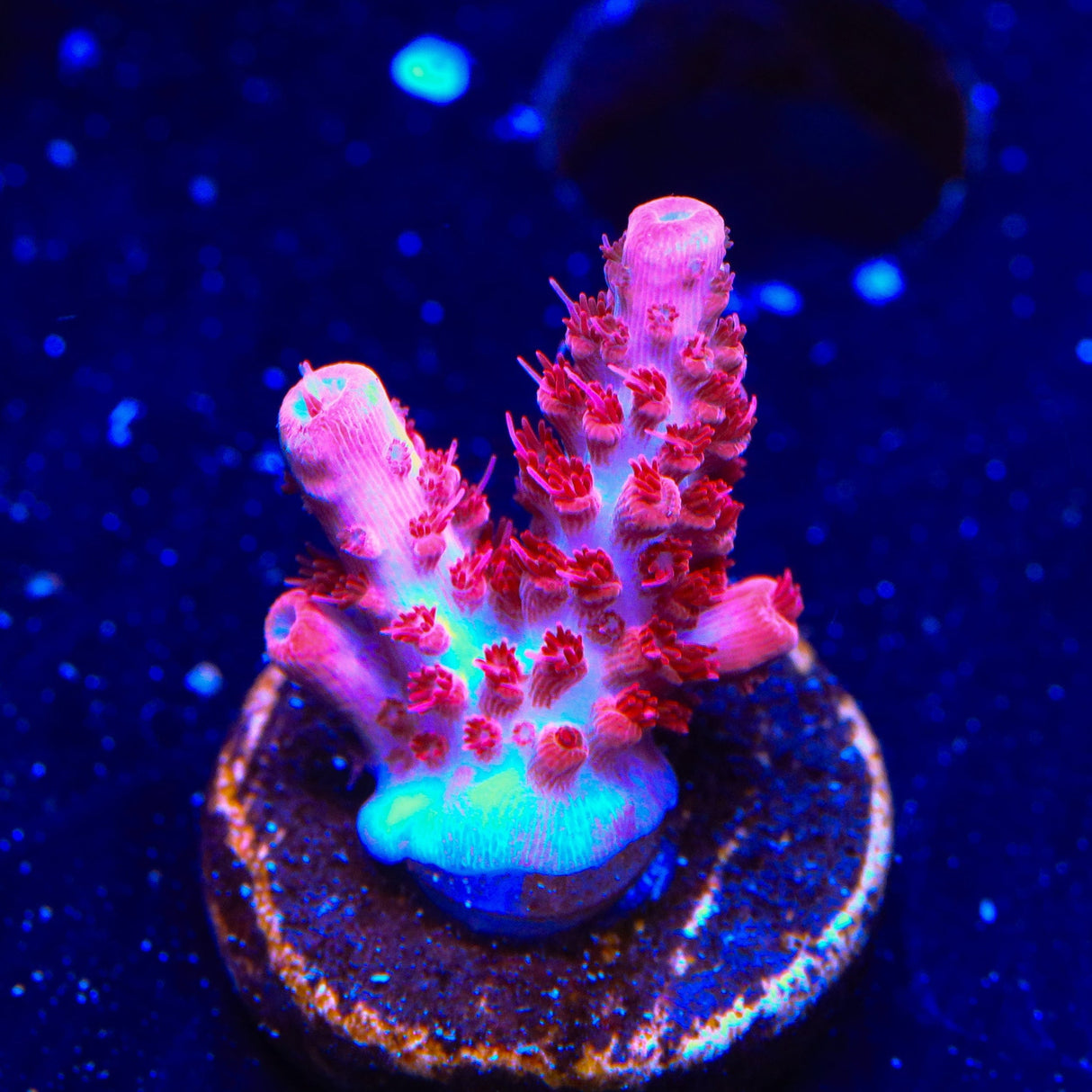 CB Maleficent Acropora Coral