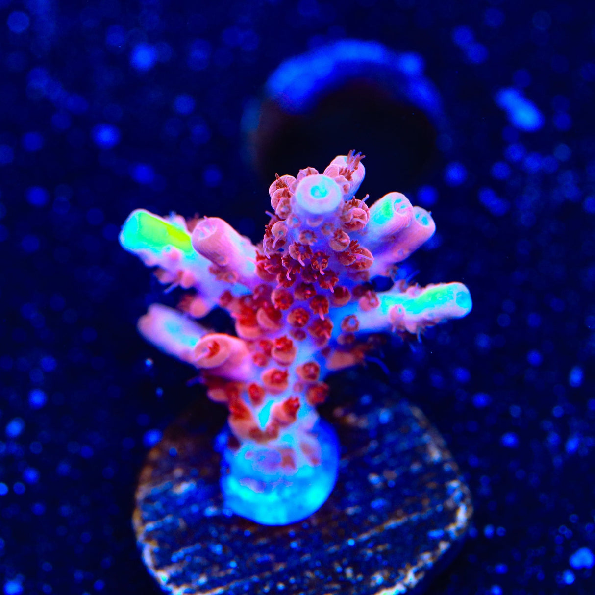 CB Maleficent Acropora Coral