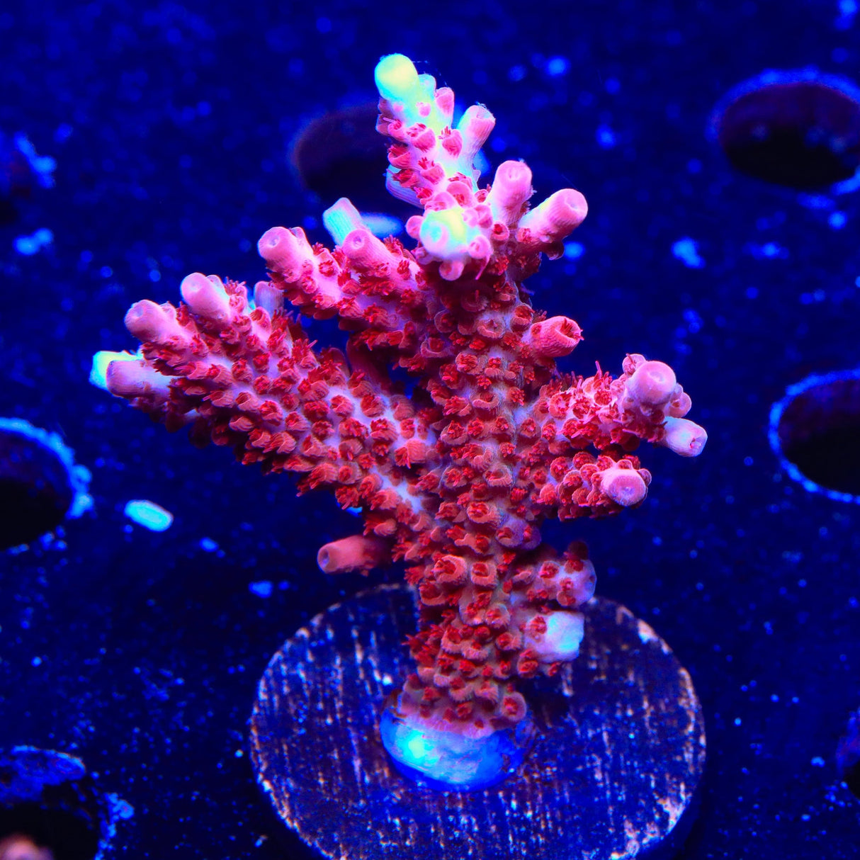 CB Maleficent Acropora XL Frag Coral