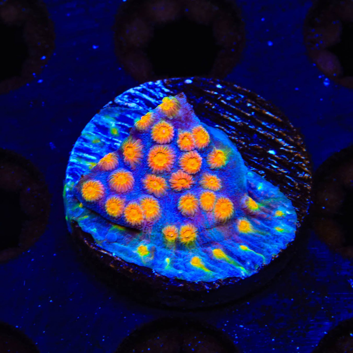 CB Monet Madness Cyphastrea Coral