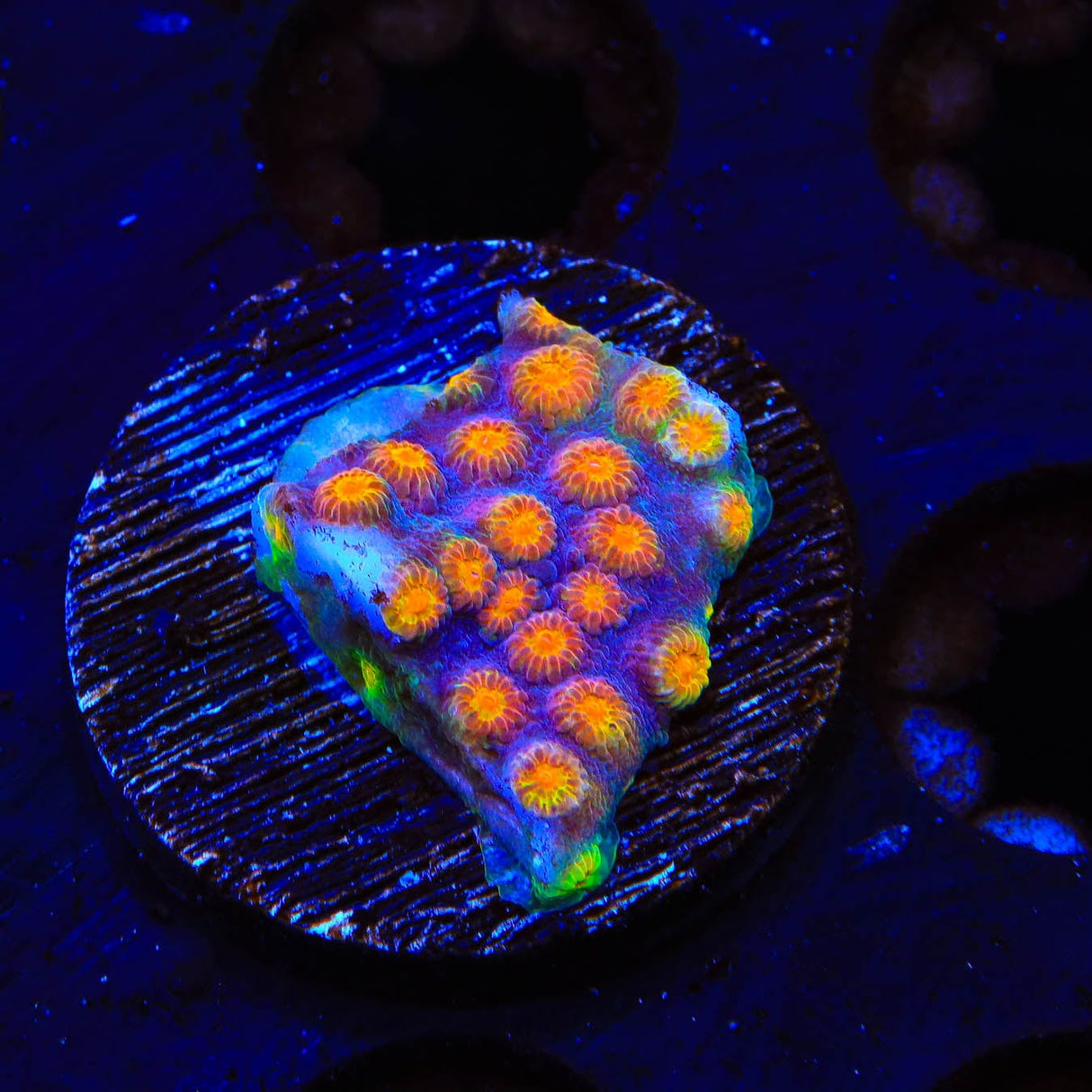 CB Monet Madness Cyphastrea Coral