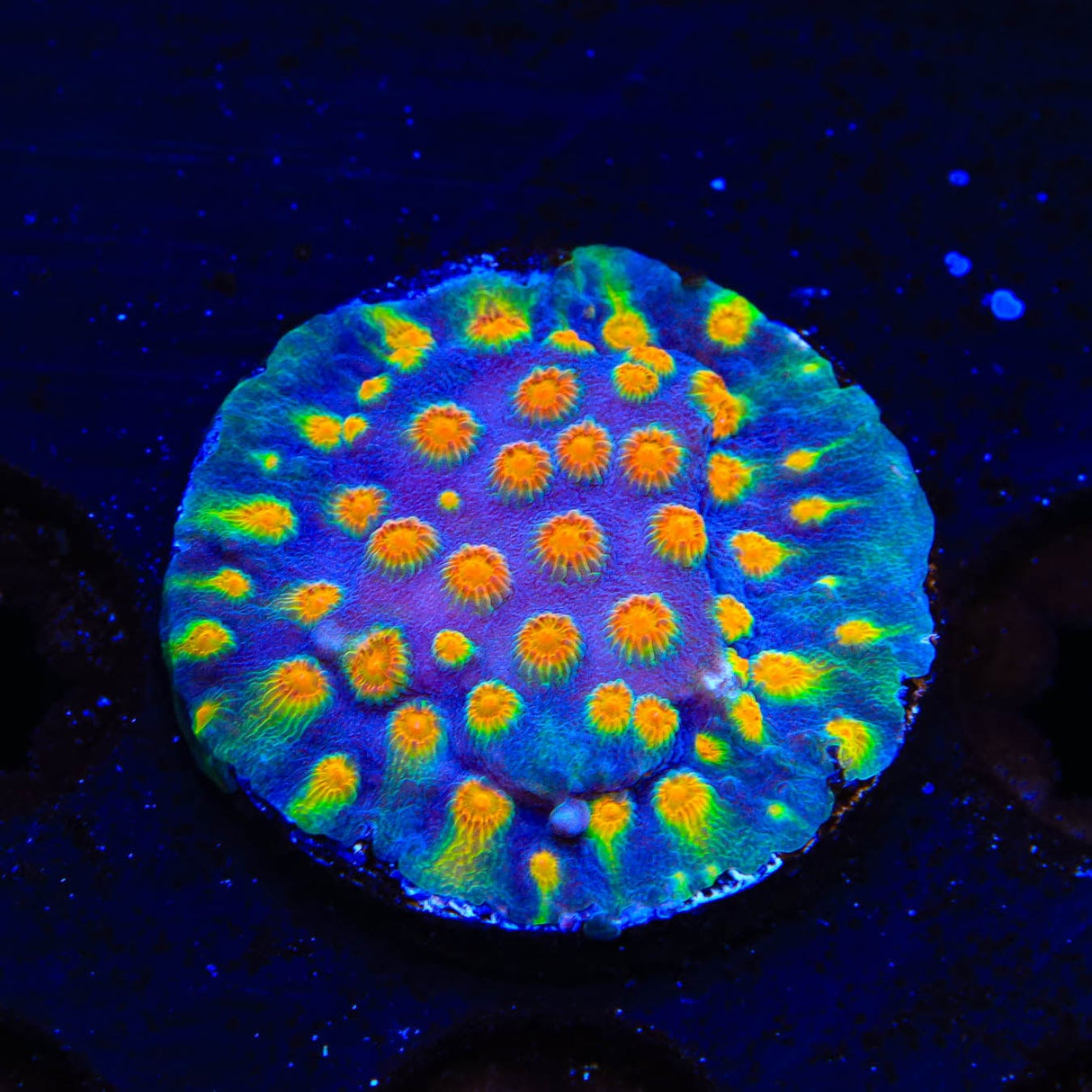 CB Monet Madness Cyphastrea Coral