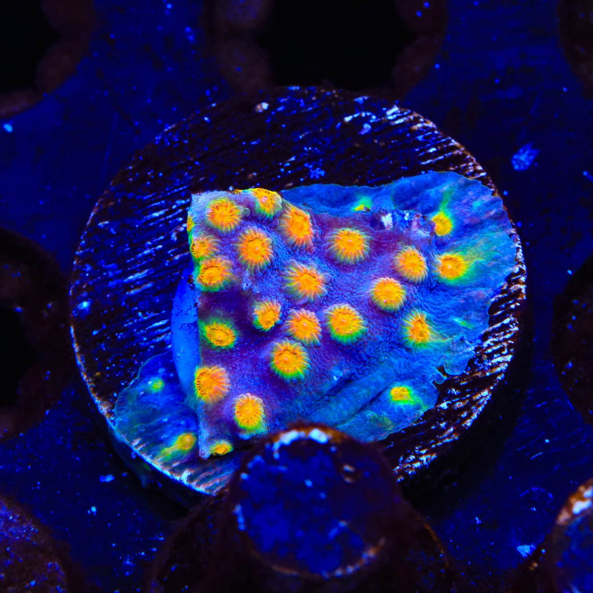 CB Monet Madness Cyphastrea Coral