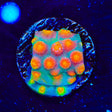 CB Monet Madness Cyphastrea Coral