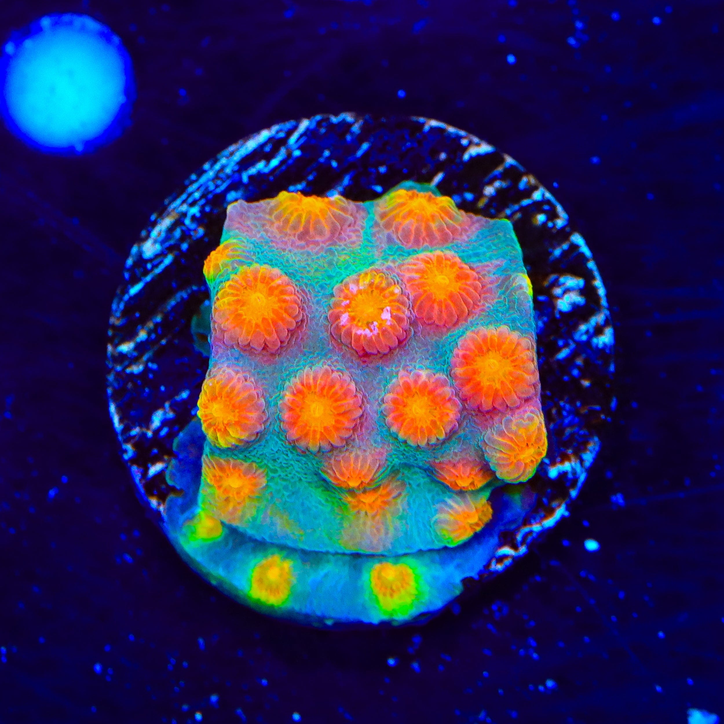 CB Monet Madness Cyphastrea Coral