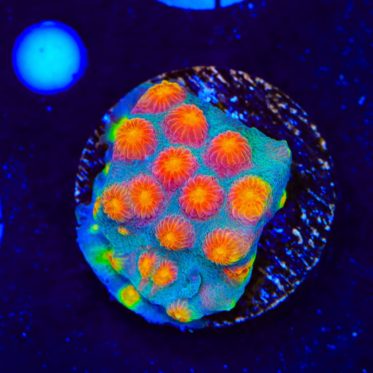 CB Monet Madness Cyphastrea Coral