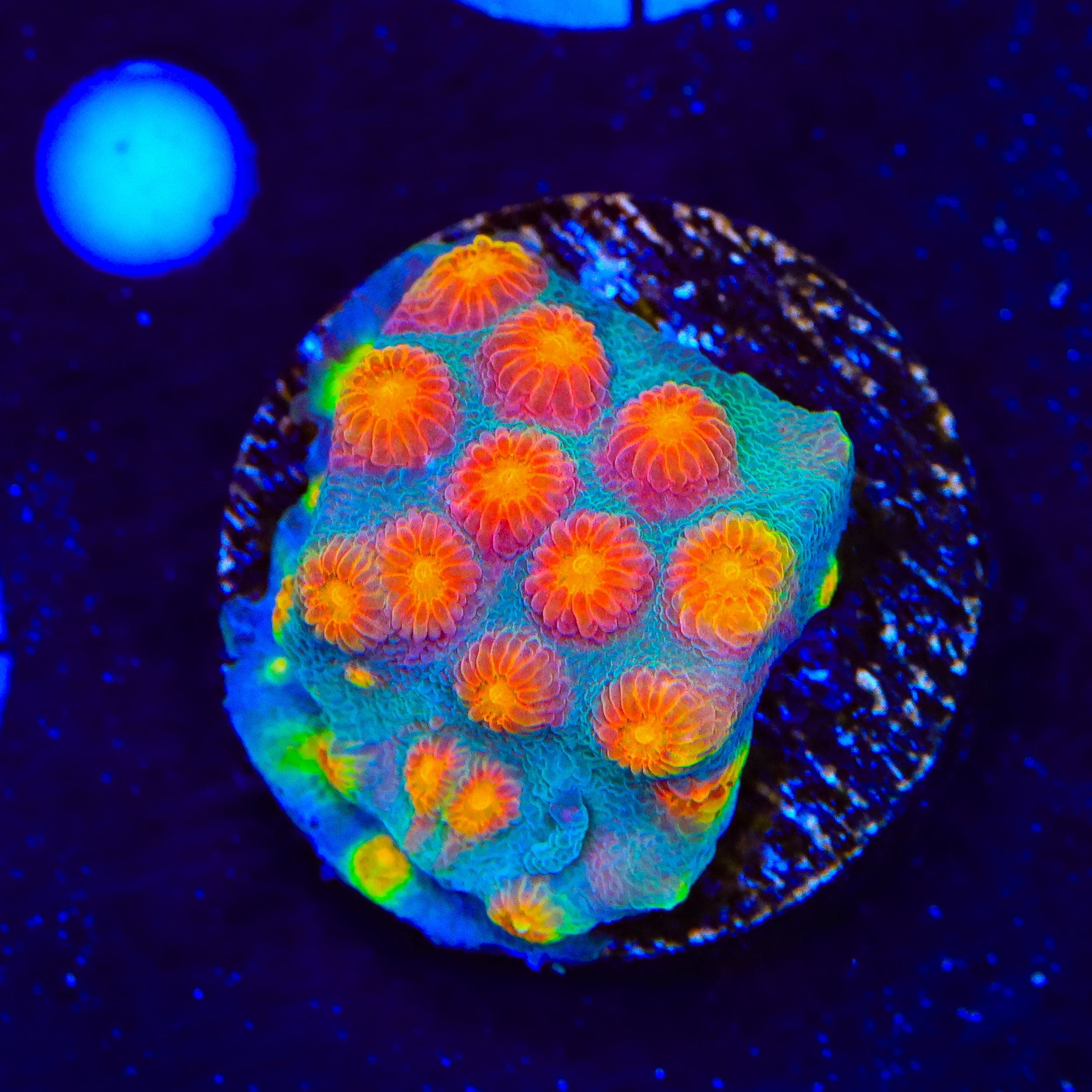 CB Monet Madness Cyphastrea Coral