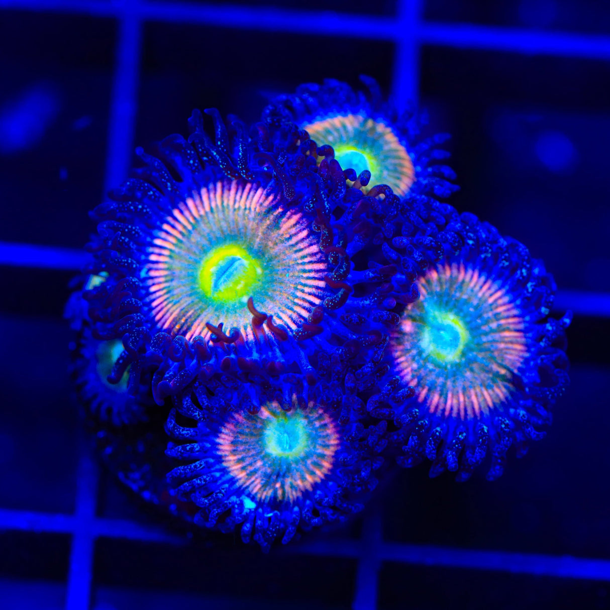 CB Rainbow Infusion Zoanthids Coral
