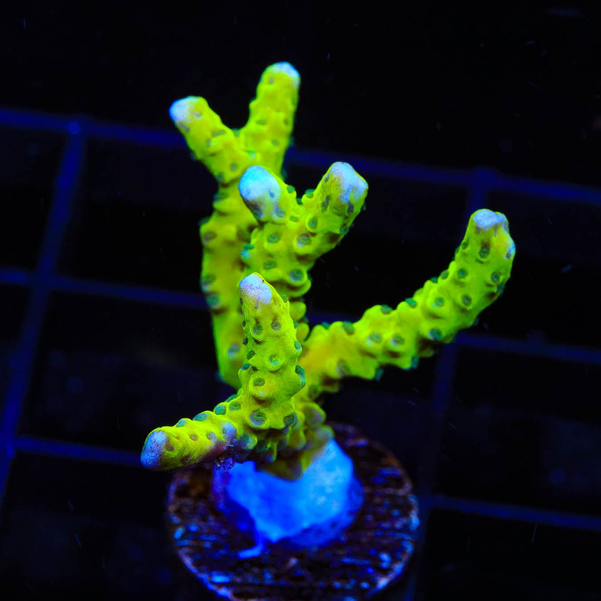 CB The Thing Anacropora Coral