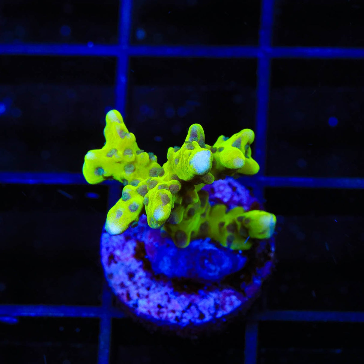 CB The Thing Anacropora Coral