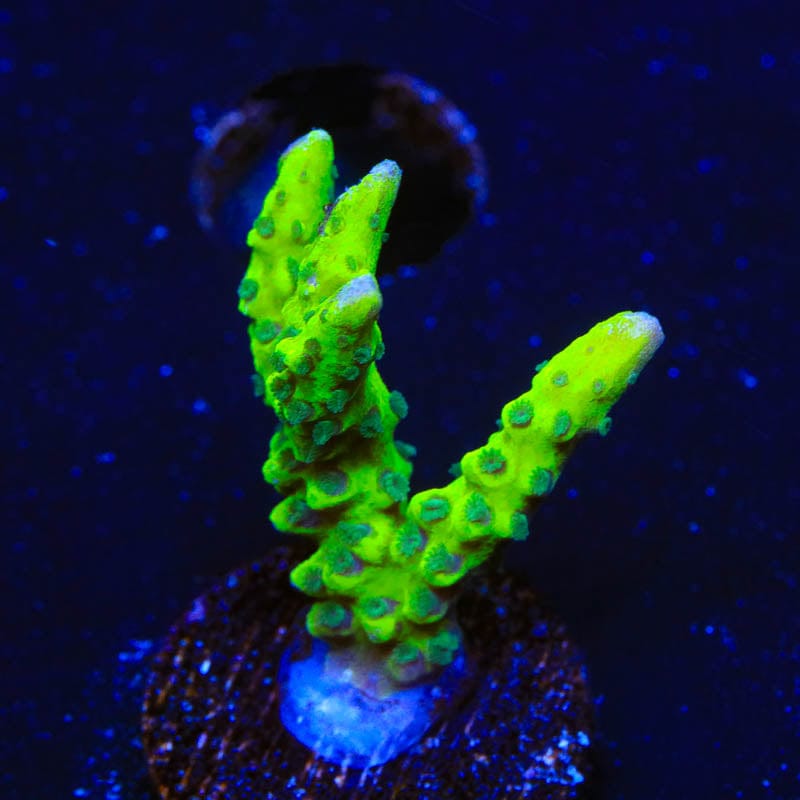 CB The Thing Anacropora Coral