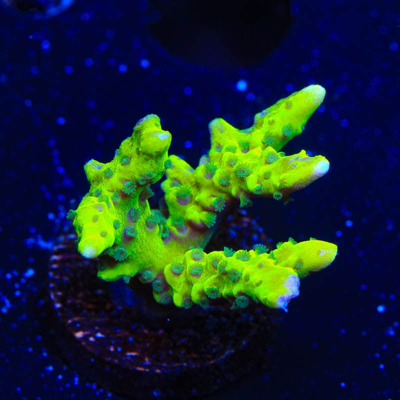 CB The Thing Anacropora Coral