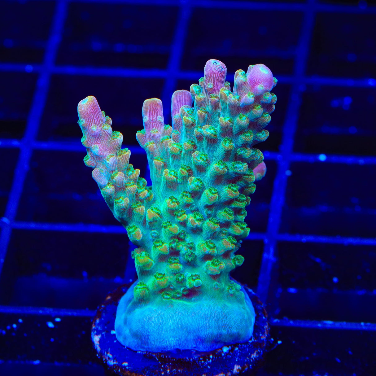 CC Banana Hammock Acropora Coral