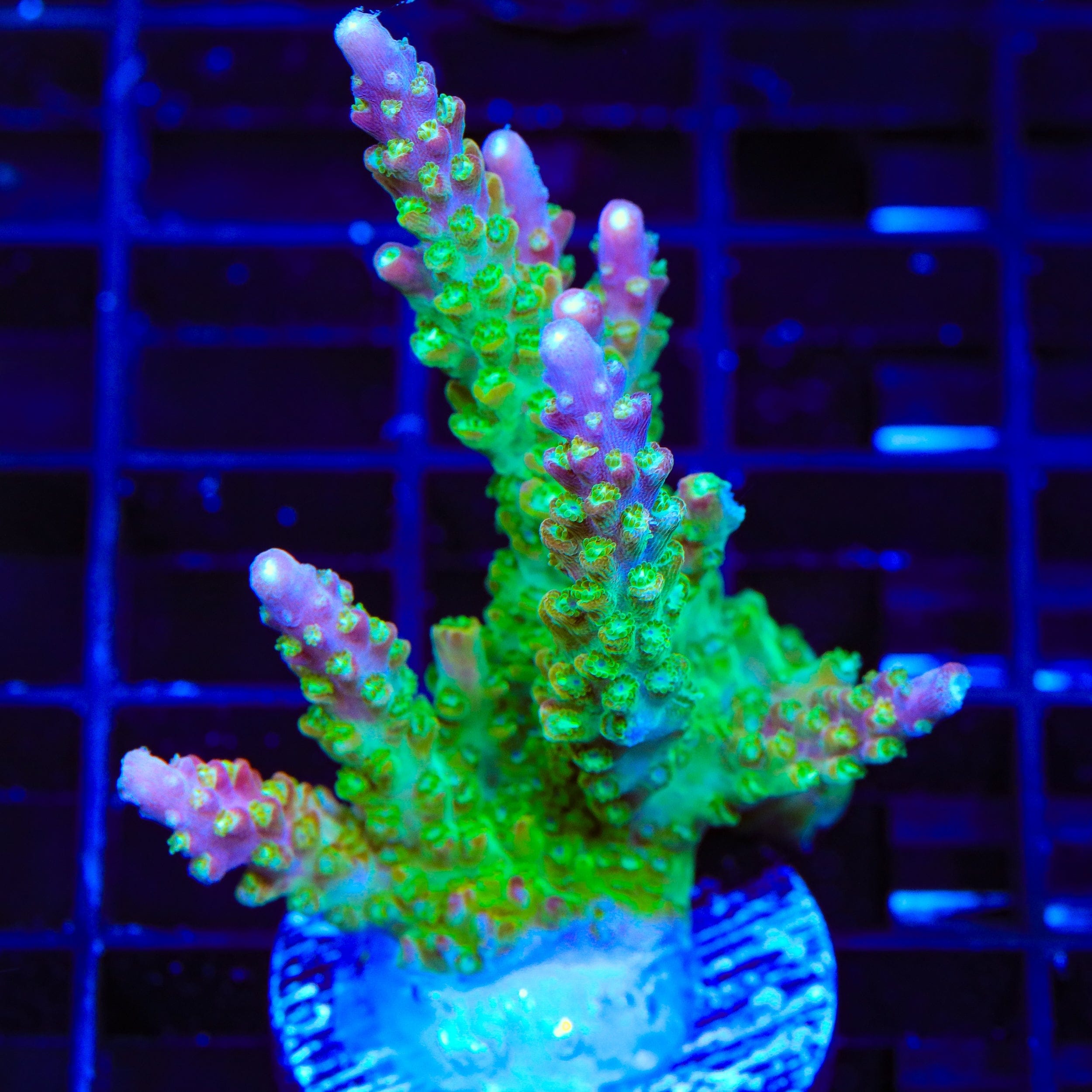 CC Banana Hammock Acropora XL Frag Coral – Top Shelf Aquatics