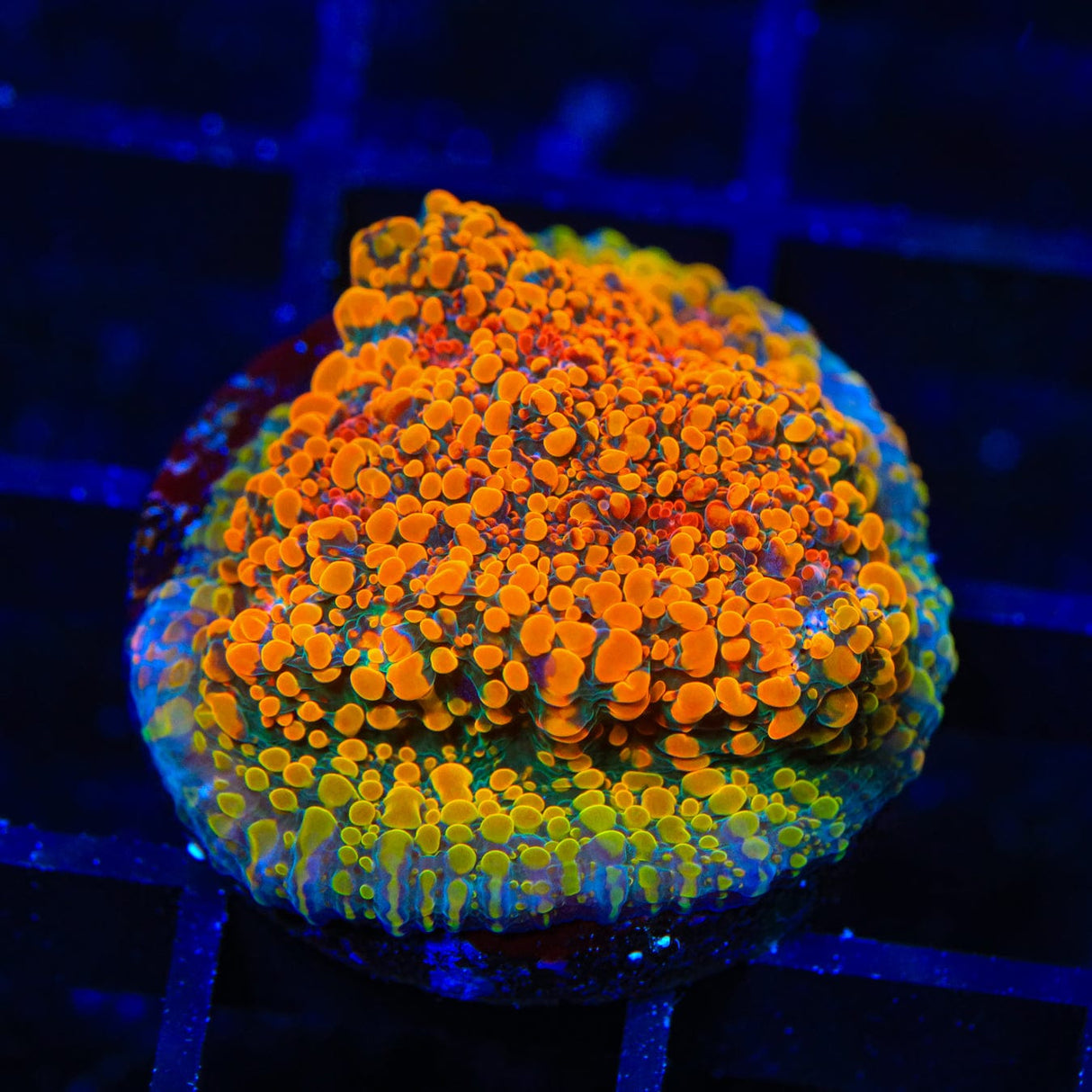 CC Cloudberry Chalice Coral