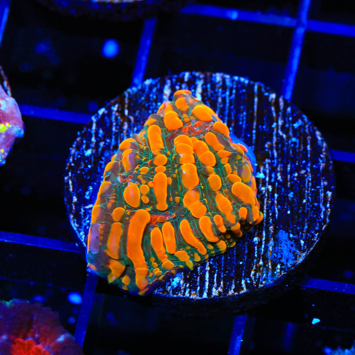 CC Cloudberry Chalice Coral