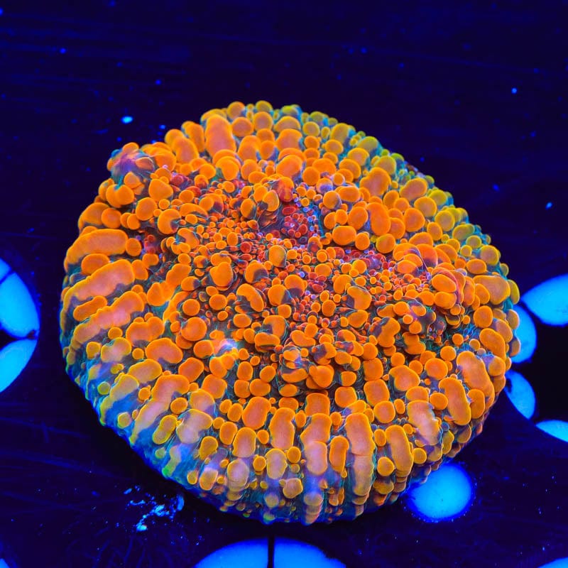 CC Cloudberry Chalice Coral