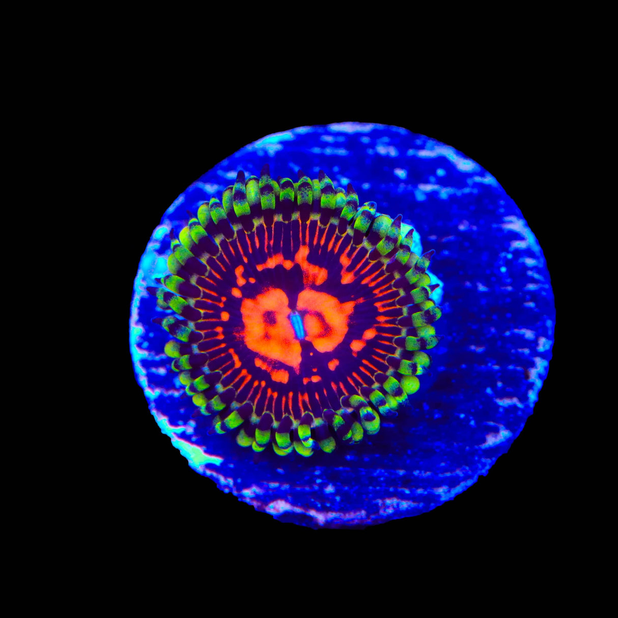 CC Flaming Brohican Zoanthids Coral