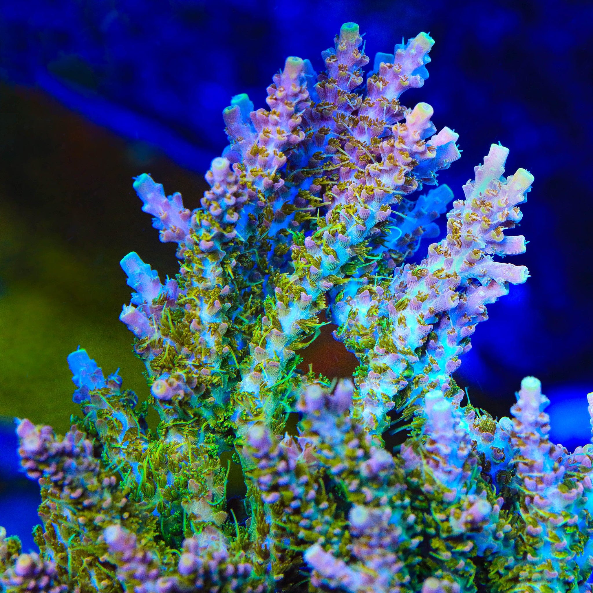 CC Voodoo Majick Acropora Coral – Top Shelf Aquatics