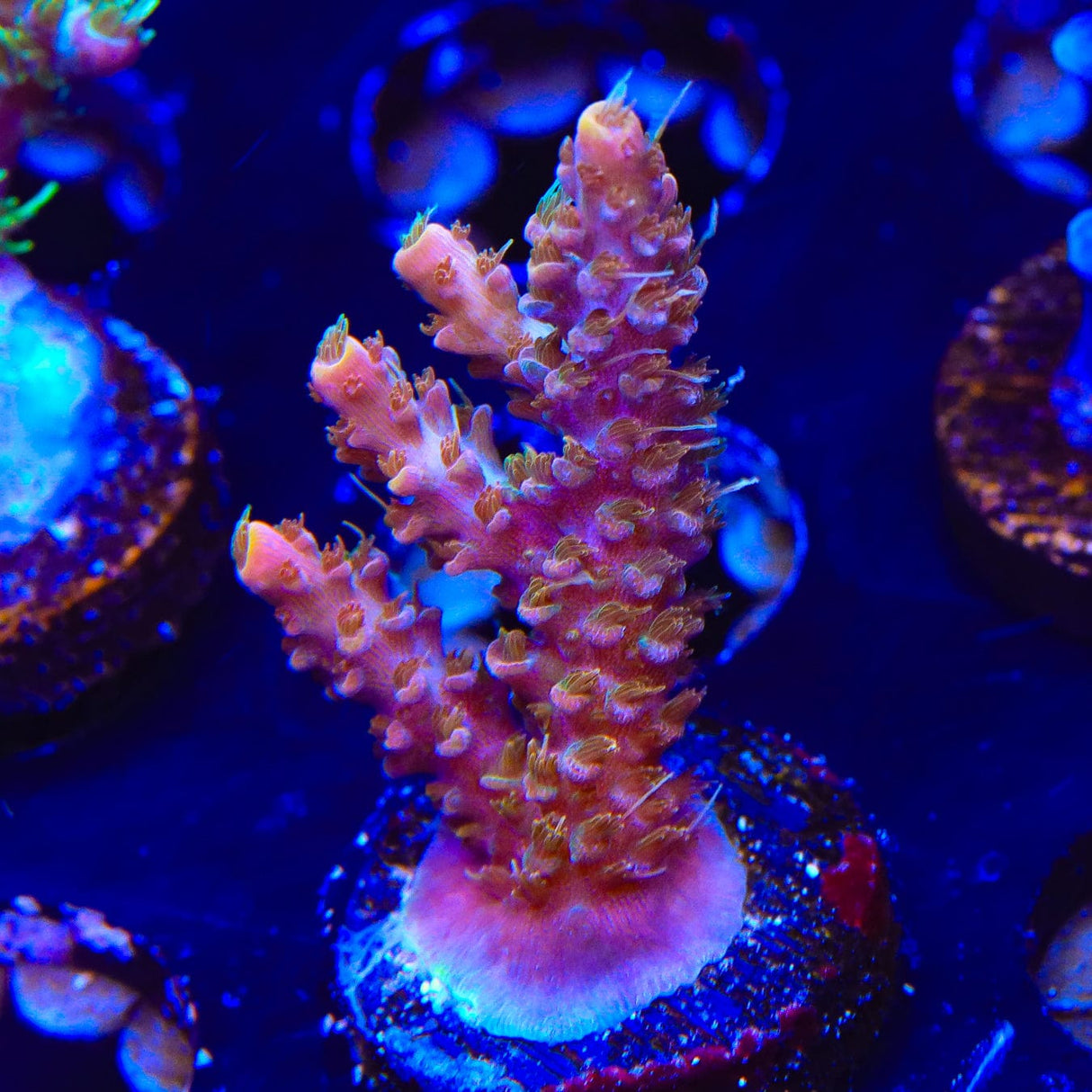 CC Voodoo Majick Acropora Coral