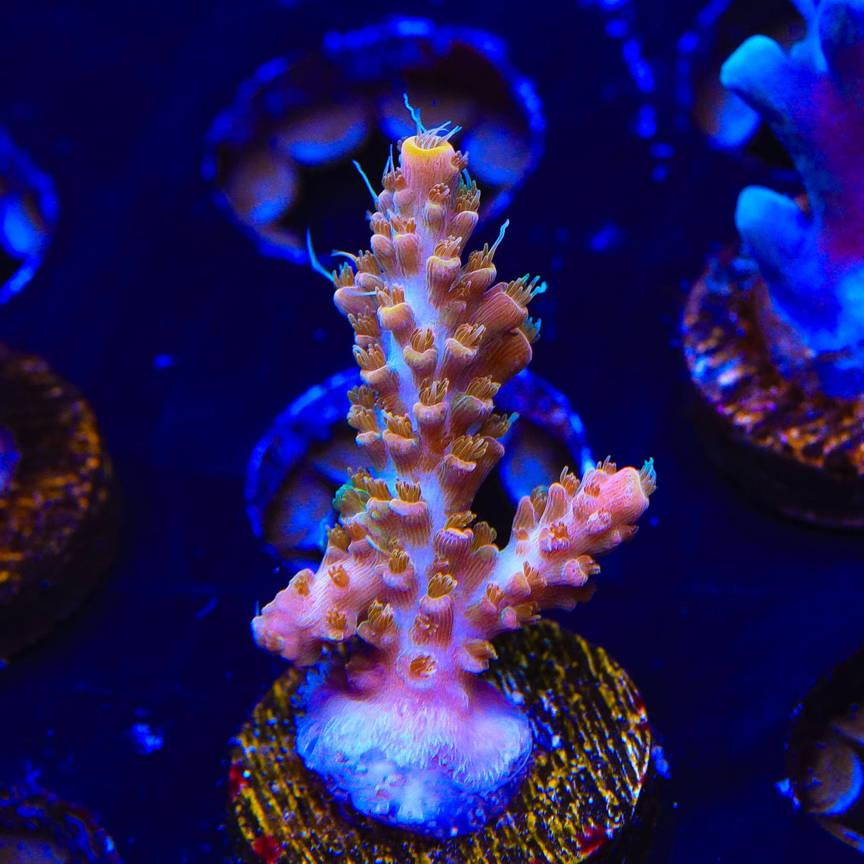 CC Voodoo Majick Acropora Coral
