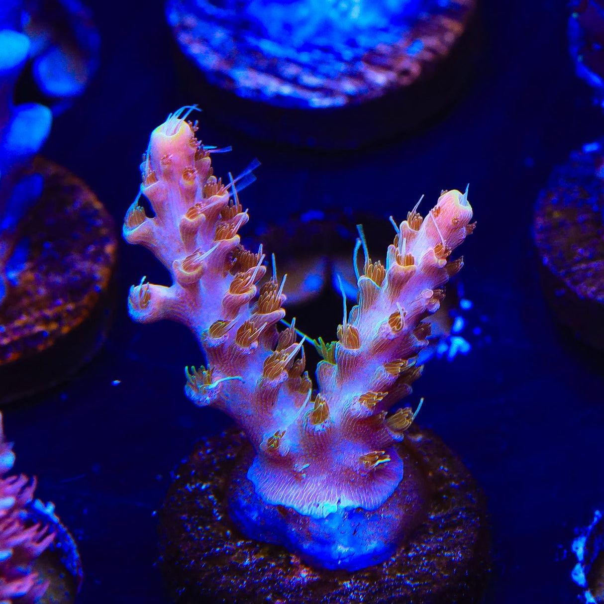 CC Voodoo Majick Acropora Coral
