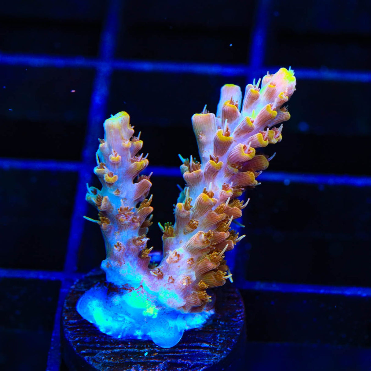 CC Voodoo Majick Acropora Coral