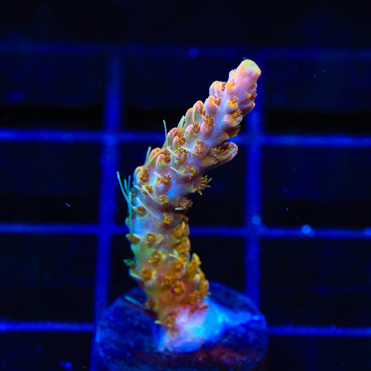 CC Voodoo Majick Acropora Coral