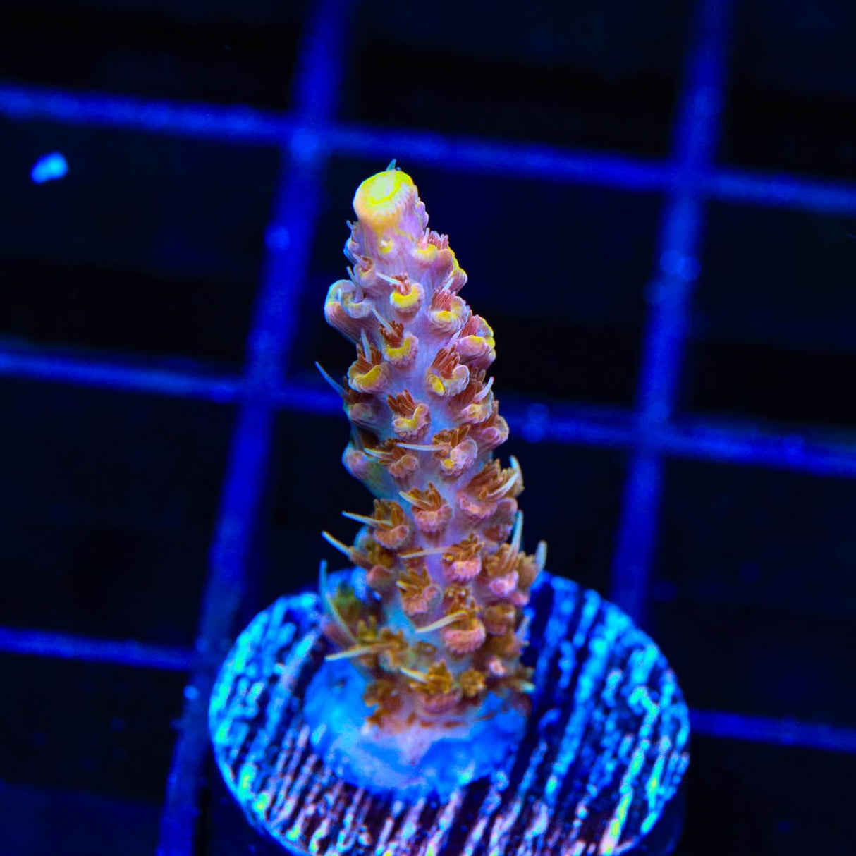 CC Voodoo Majick Acropora Coral