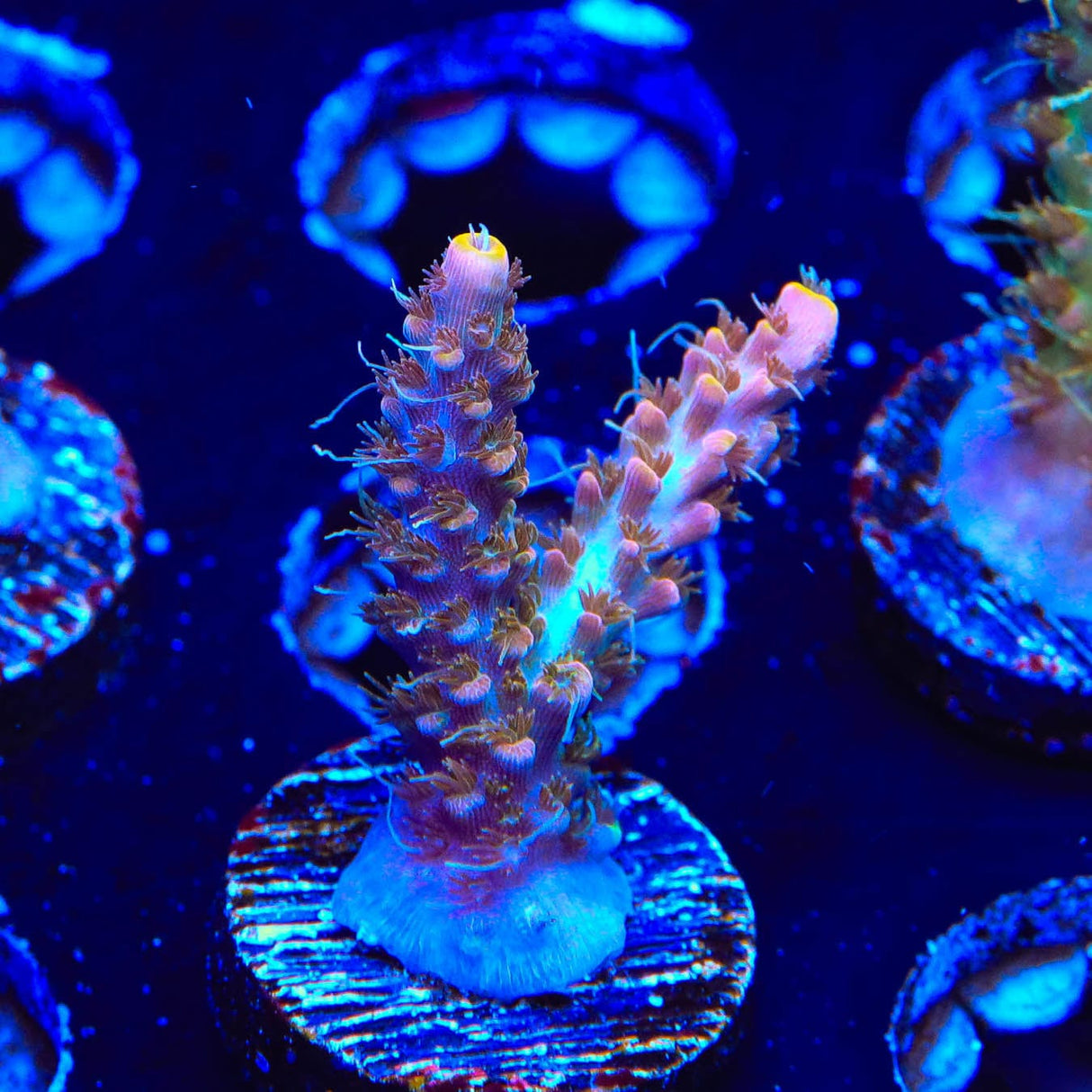CC Voodoo Majick Acropora Coral