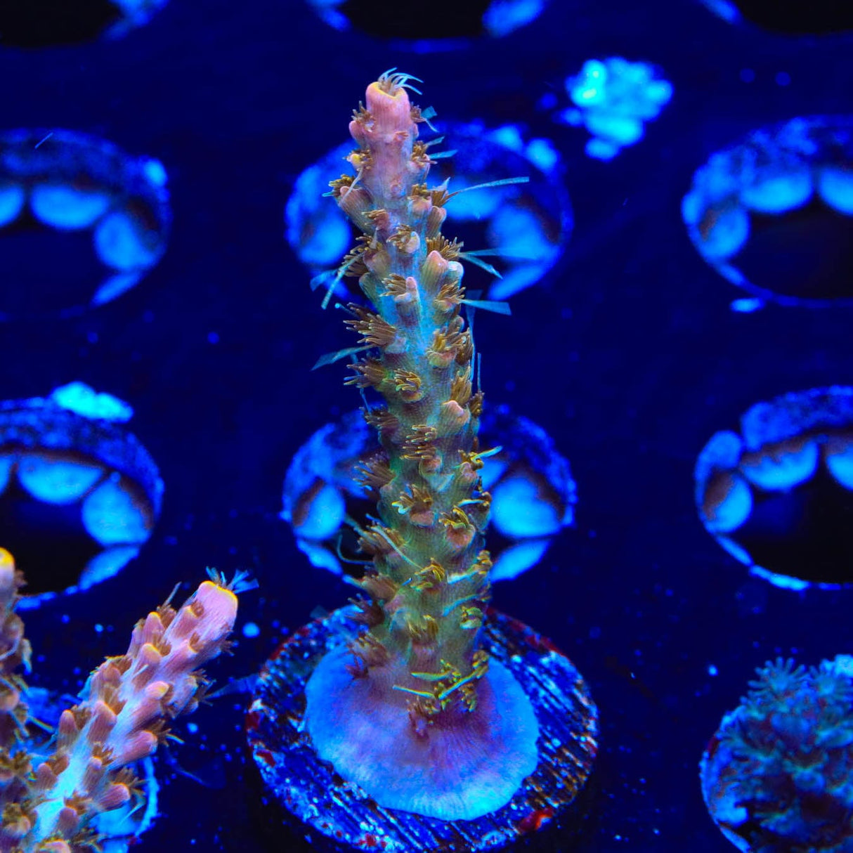 CC Voodoo Majick Acropora Coral