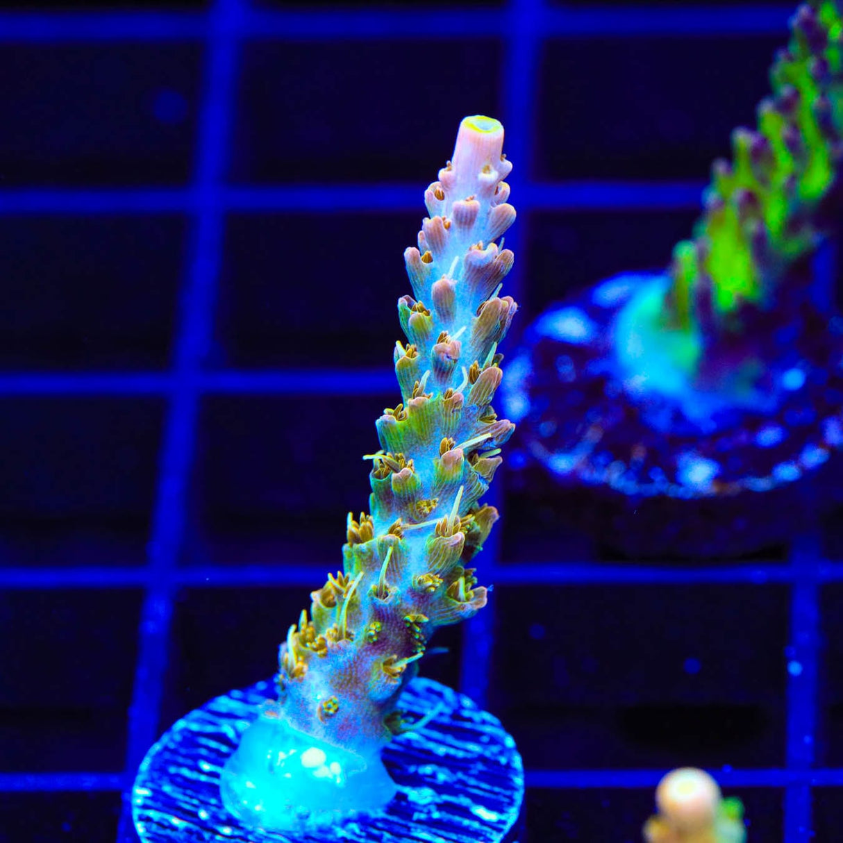 CC Voodoo Majick Acropora Coral