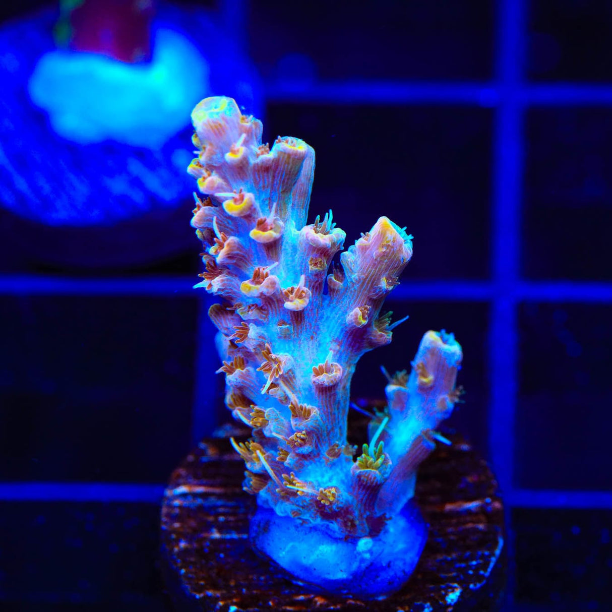 CC Voodoo Majick Acropora Coral