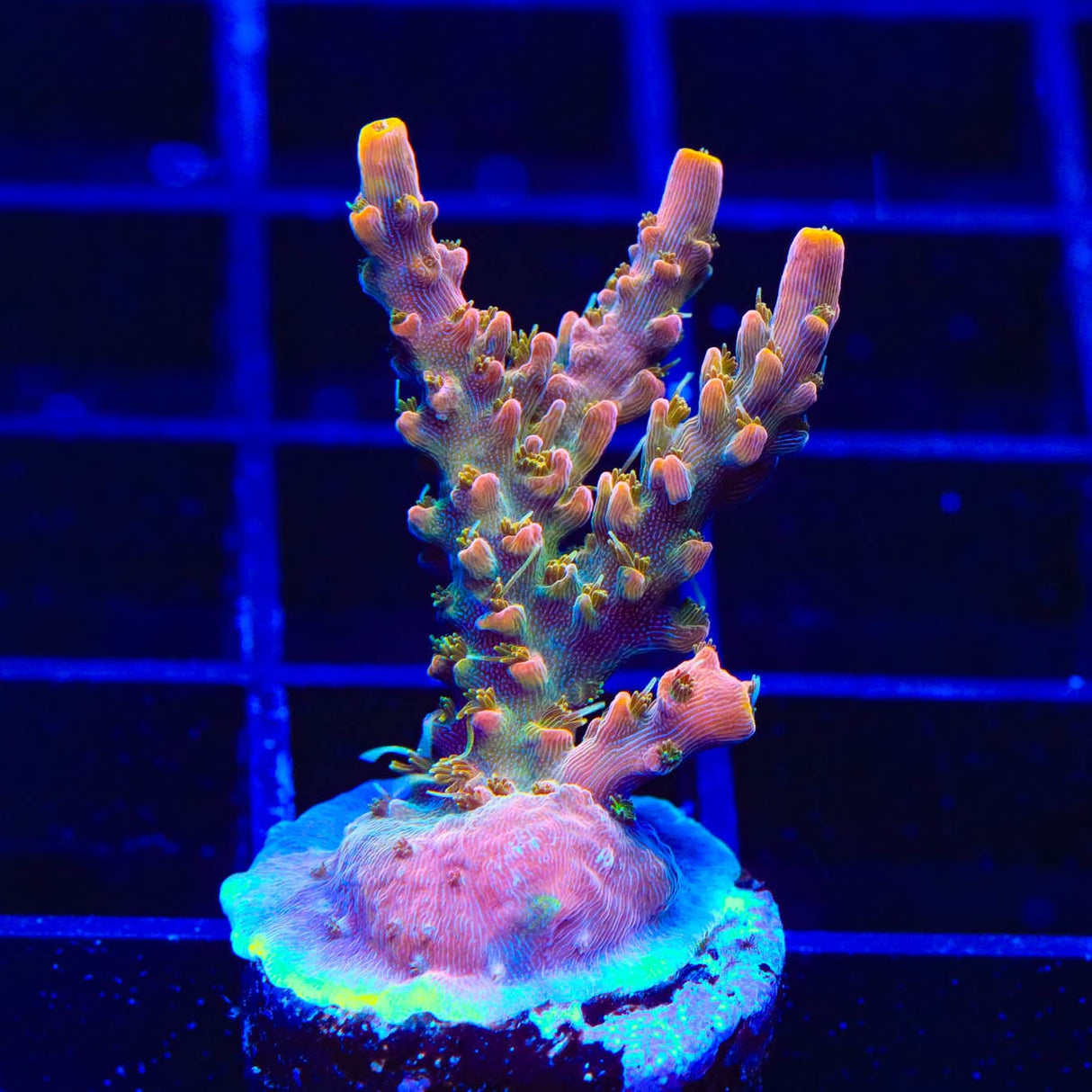 CC Voodoo Majick Acropora Coral