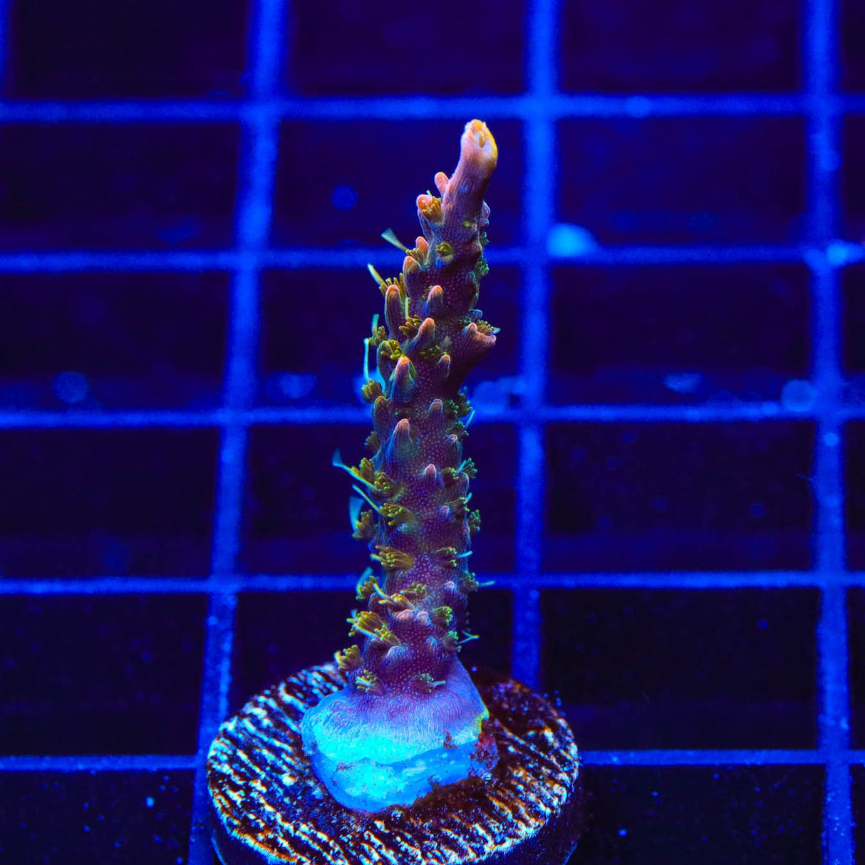 CC Voodoo Majick Acropora Coral