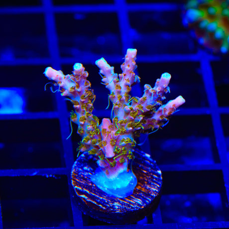 CC Voodoo Majick Acropora Coral