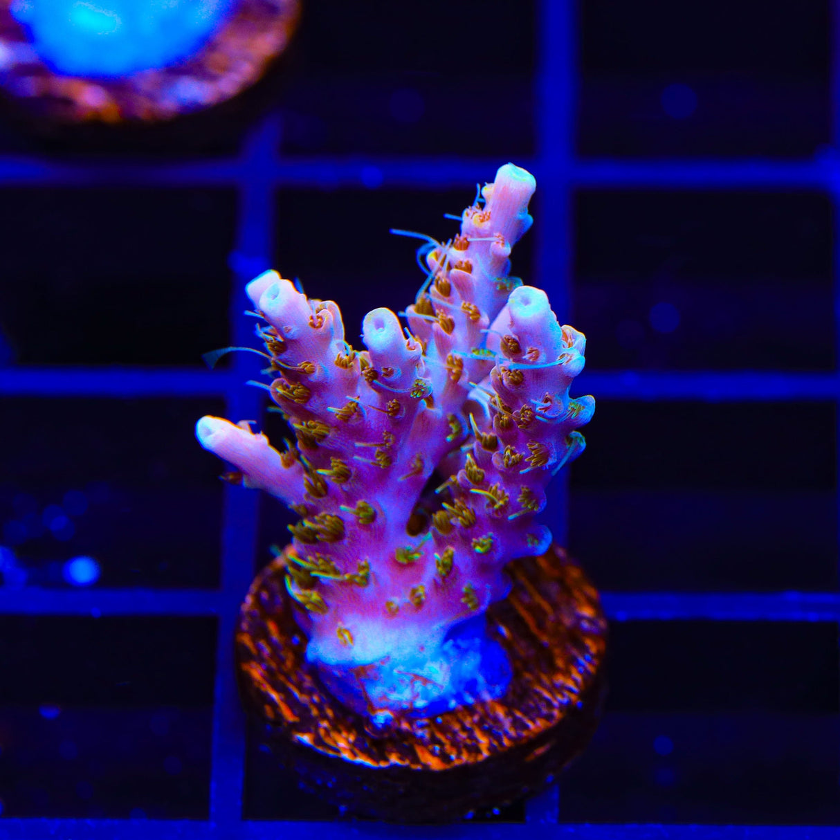 CC Voodoo Majick Acropora Coral