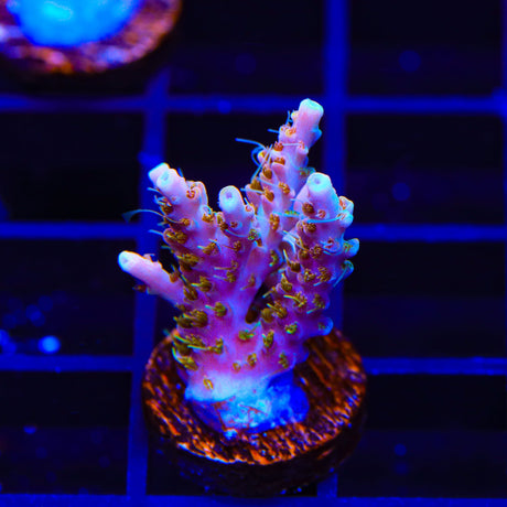 CC Voodoo Majick Acropora Coral