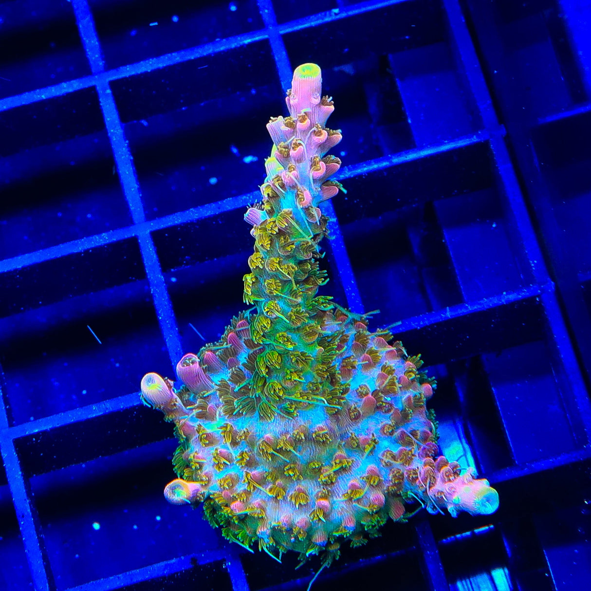 CC Voodoo Majick Acropora Coral