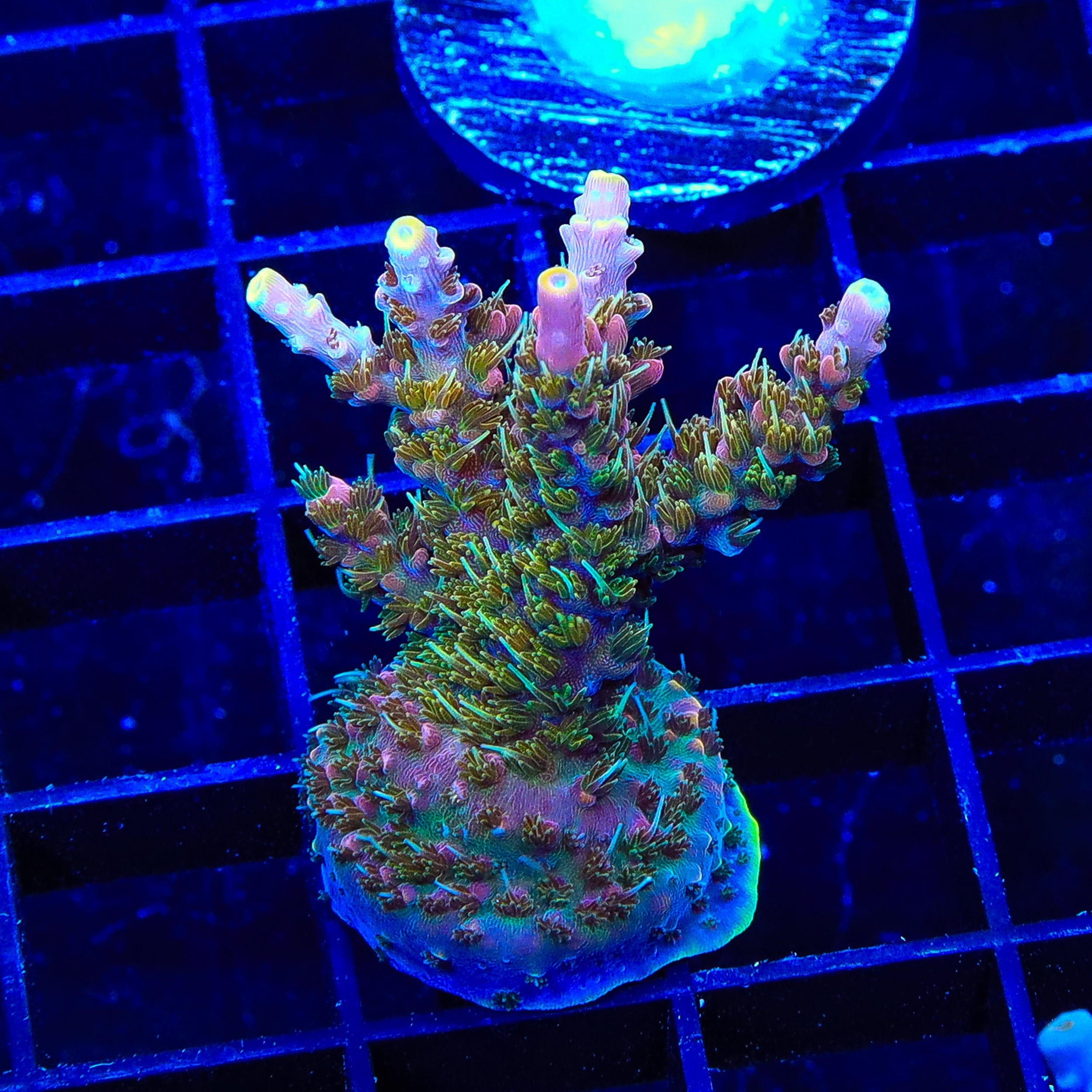 CC Voodoo Majick Acropora XL Frag Coral – Top Shelf Aquatics