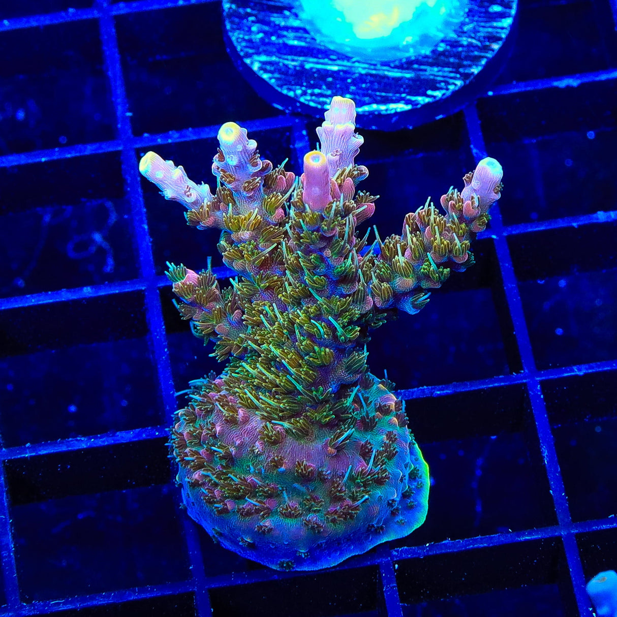 CC Voodoo Majick Acropora XL Frag Coral