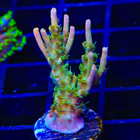 CC Voodoo Majick Acropora XL Frag Coral