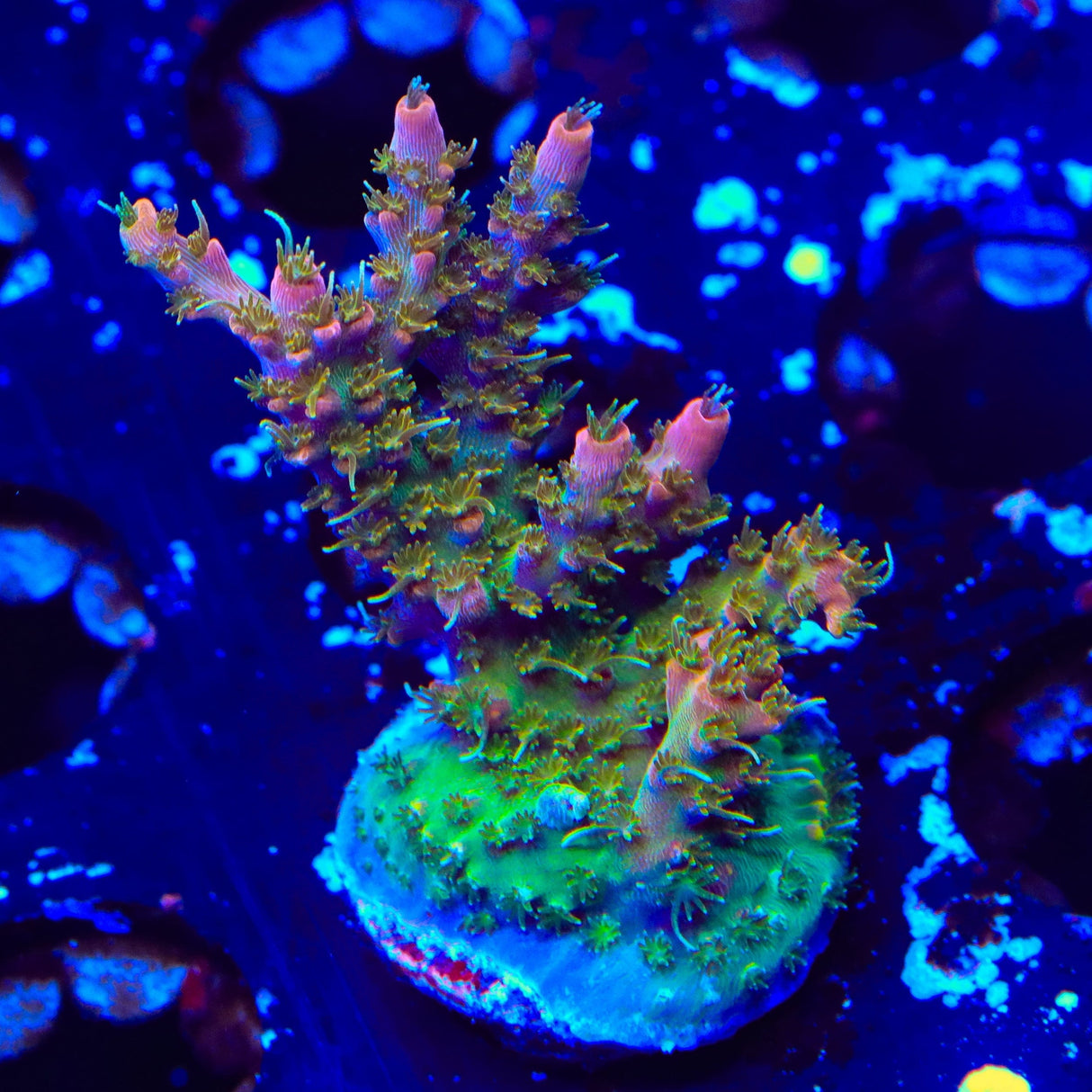 CC Voodoo Majick Acropora XL Frag Coral